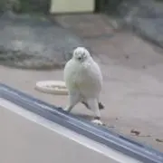 霧の画像