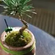 盆栽の画像
