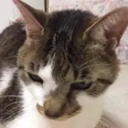 ゆみにゃん