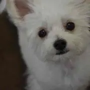 ちゃむの画像