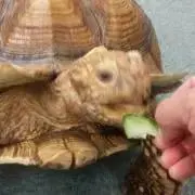 ぱつぱの画像