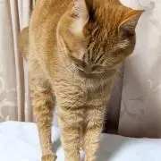 りんごあめの画像