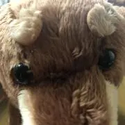 わんこ