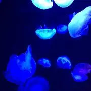 かほの画像
