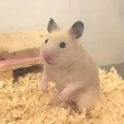 ぴくみん。の画像