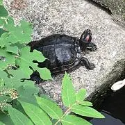 りゅー