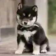 もふもふもふの画像