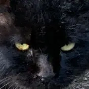 nyanko