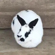 Mikarukaの画像
