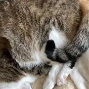 アテナ_即購入可の画像