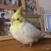 ドンちゃん