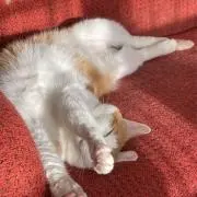 チビチビの画像
