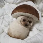 ぎんりえの画像