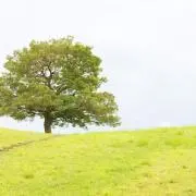 Maikoの画像