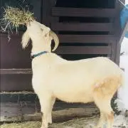 けんの画像