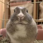 ₍ ᐢ. .ᐢ ₎mの画像