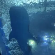 たかち