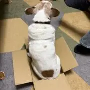 ayaの画像