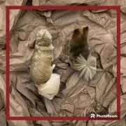 りむらむの画像