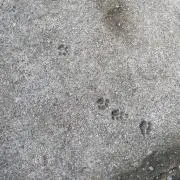 イェナの画像