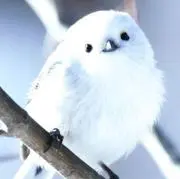 Kotoriの画像