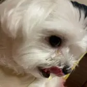 小西のぞみの画像