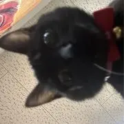 ネコちゃんの画像