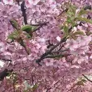 さくらの画像