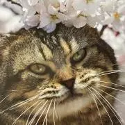 由子の画像