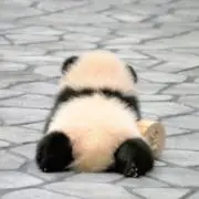 pandachan