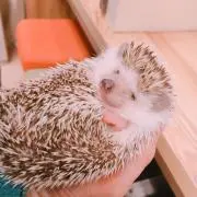 まーほ