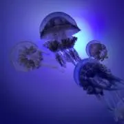 リスの画像