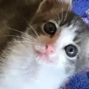 みよ