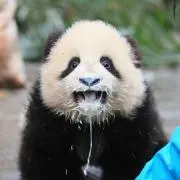 パンダの画像