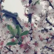 なな