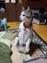 kikiの画像