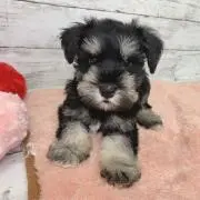 ピーチ