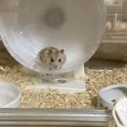 チョコチップ
