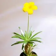 ピスケスの画像