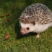 taro