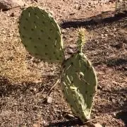 Cactusの画像