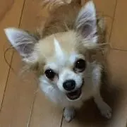 ゆかりんご