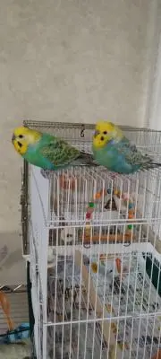ピィ＆ブルーの画像