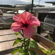 めぐの画像