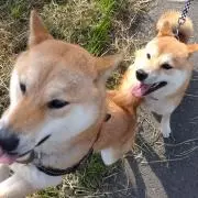 トラの画像