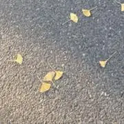 まるまるの画像
