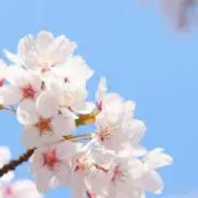 さくらの画像