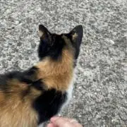 のぶ