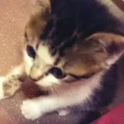 りぷりぷの画像
