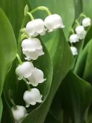 minsoの画像